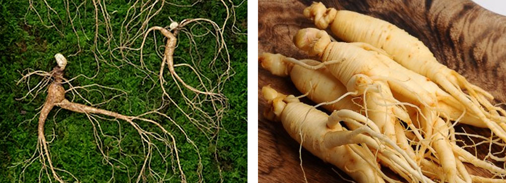 wild ginseng vs cultivated ginseng