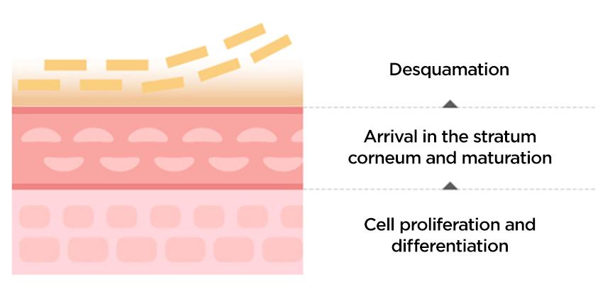 The History of Whoo - Cheongidan Rejuvenating Pro-Radiance Refining Essence