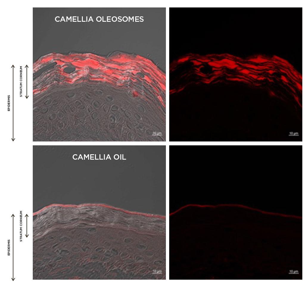 Hera - Signia Youth Firming Eye Cream